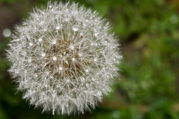 Diente de león con gotas de agua