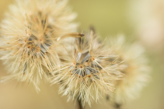 diente de león naturaleza fondo flor primavera flores