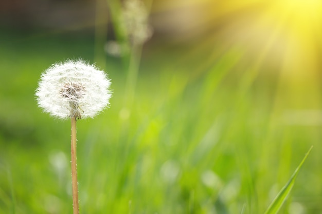 Diente de león en la naturaleza con luz solar.