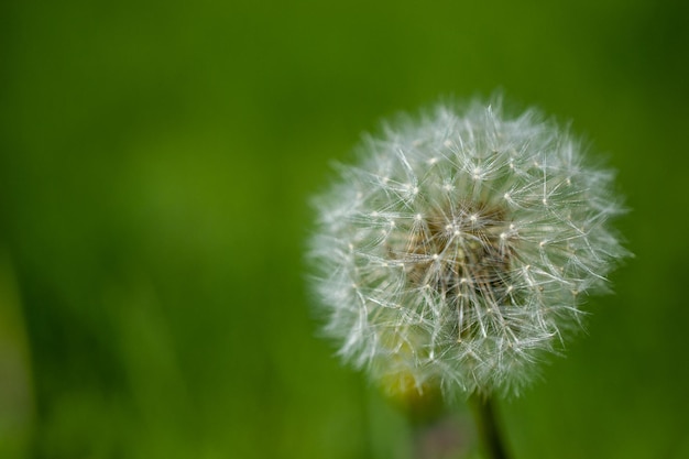 Un diente de león con la palabra diente de león