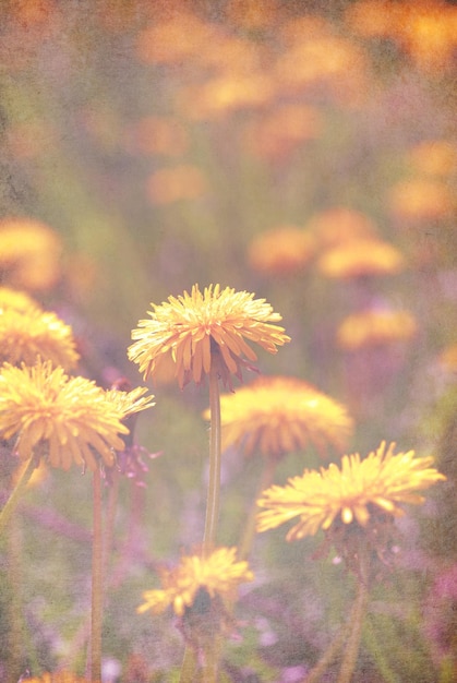 Diente de León de primavera en pasto verde