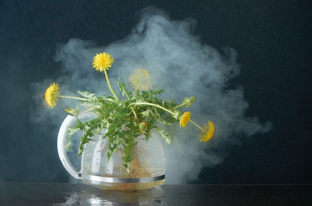 Diente de león con raíces y hojas en una tetera de vidrio en una oscuridad en humo