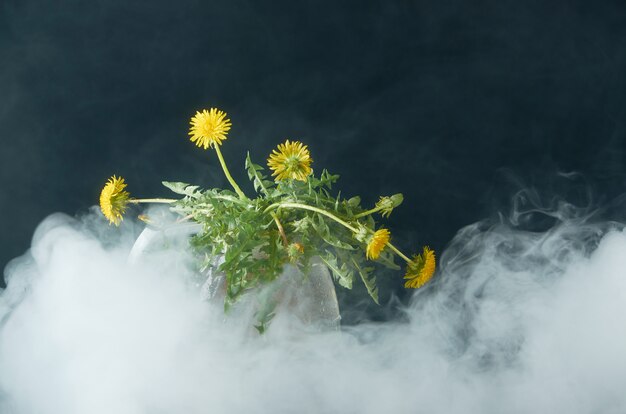 Diente de león con raíces y hojas en una tetera de vidrio en una oscuridad en humo