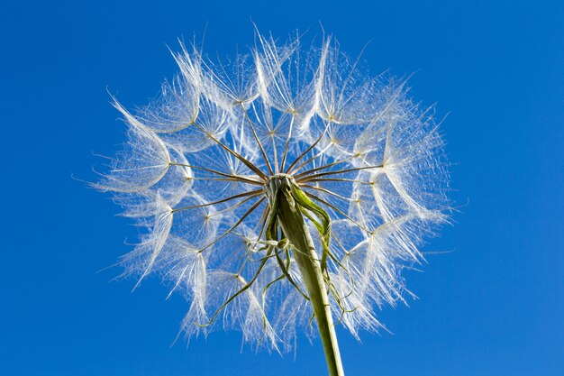 Diente de león con semillas que sopla en el cielo azul