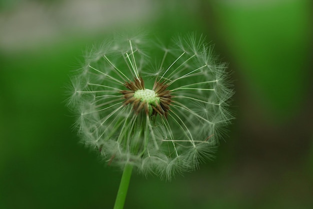 Diente de león sobre fondo borroso natural