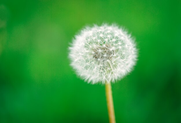 Diente de León sobre un fondo verde.