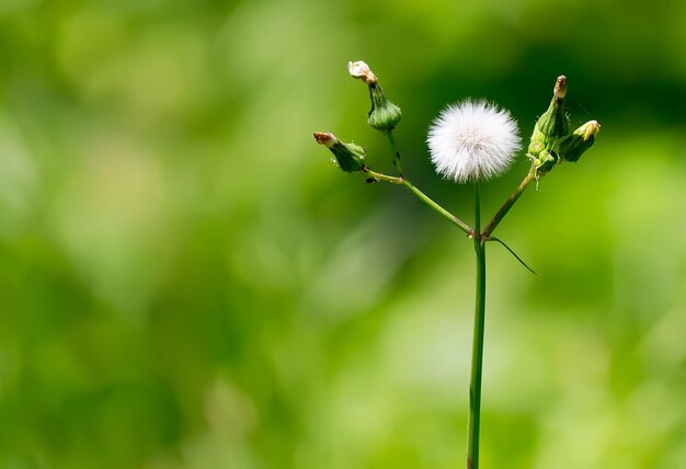 Diente de león sobre fondo verde