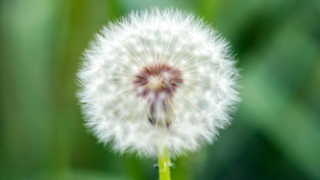 diente de león solitario en el campo