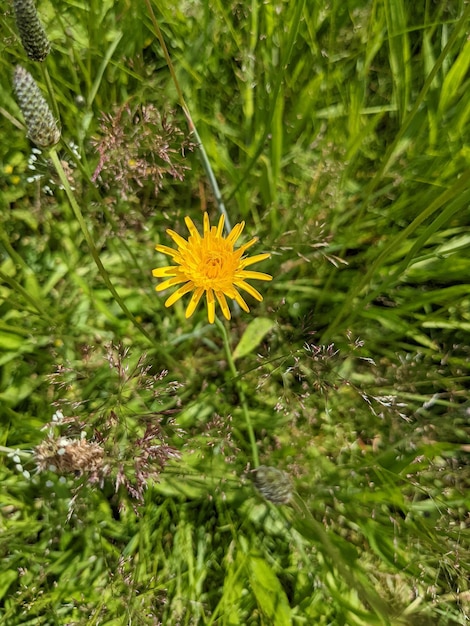 Foto diente de león solitario salvaje en hierba