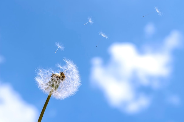 Diente de León soplado en un cielo azul