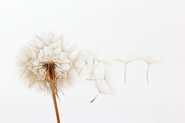 diente de león y sus semillas voladoras en blanco