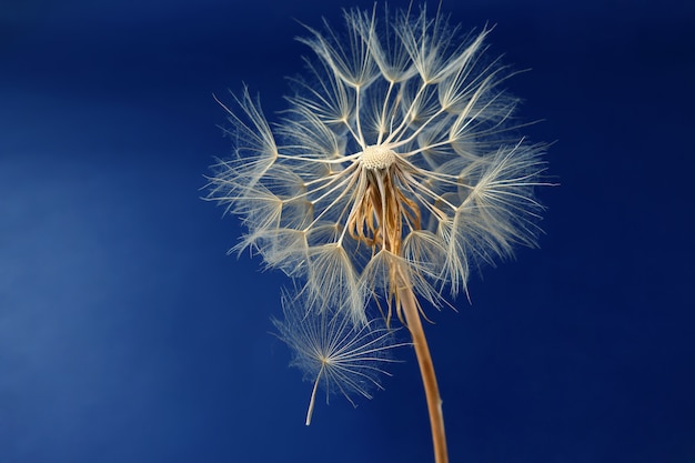 Diente de león y sus semillas voladoras sobre un azul