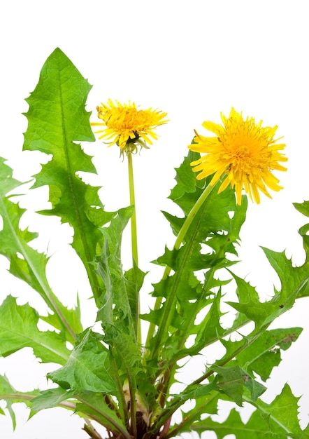 Diente de león taraxacum officinale