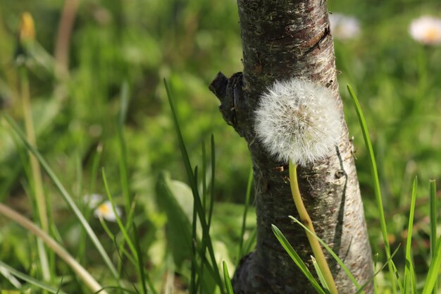 Foto un diente de león en el tronco de un árbol en un campo