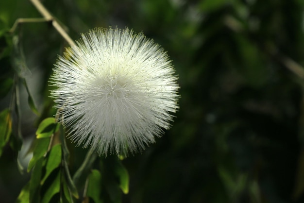 un diente de león se ve en la luz del sol.