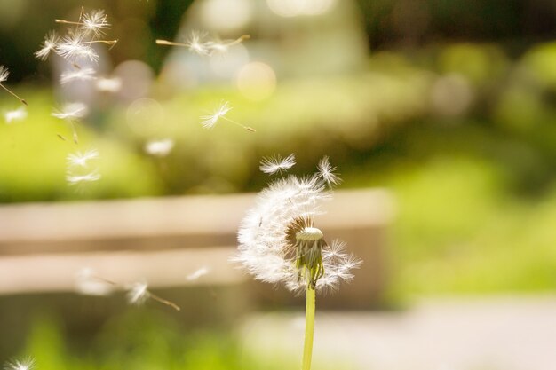 Diente de león vuela lejos en el viento