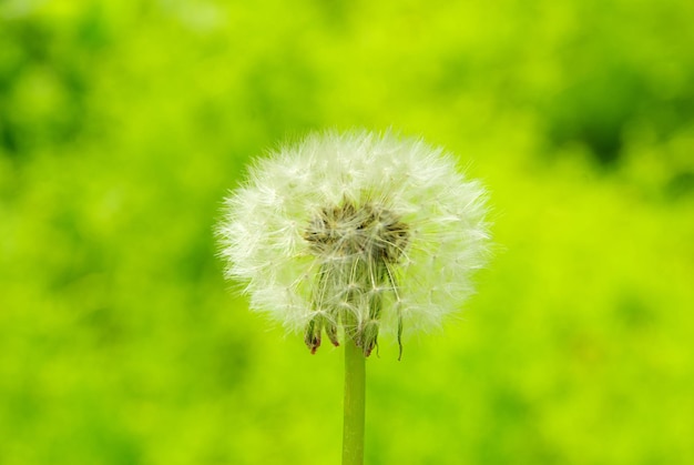 Diente de león