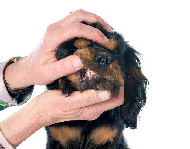 dientes de cachorro