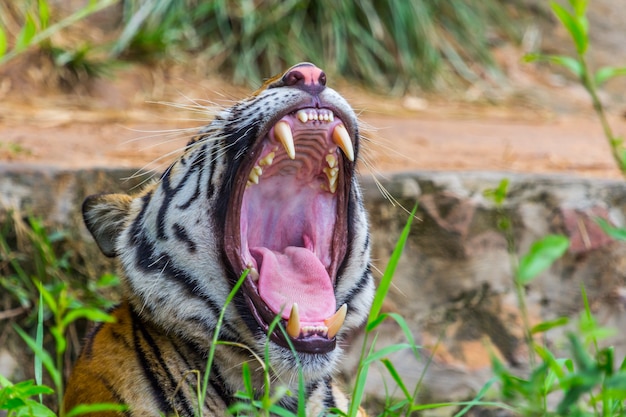 Dientes y lengua tigre real de Bengala, naturaleza