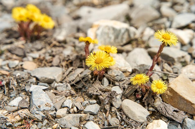 Los dientes de león amarillos crecen debajo de las piedras