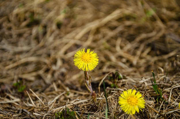 Dientes de león amarillos en la hierba en primavera