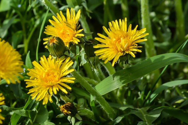 Dientes de león amarillos de primavera