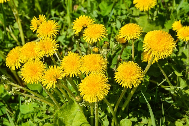 Dientes de león amarillos de primavera