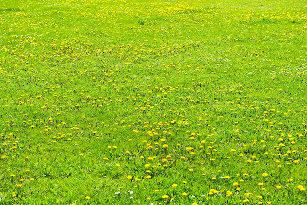 Dientes de León amarillos en el primer plano del campo verde en verano