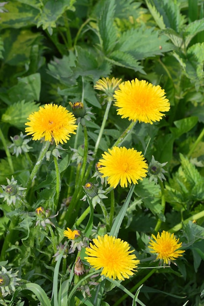 dientes de león amarillos