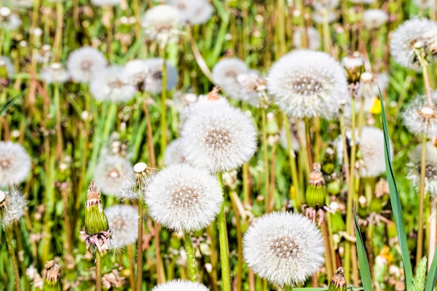 dientes de león blancos en la primavera