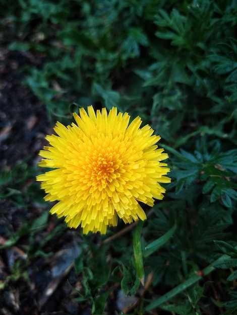 Dientes de león en un campo de flores