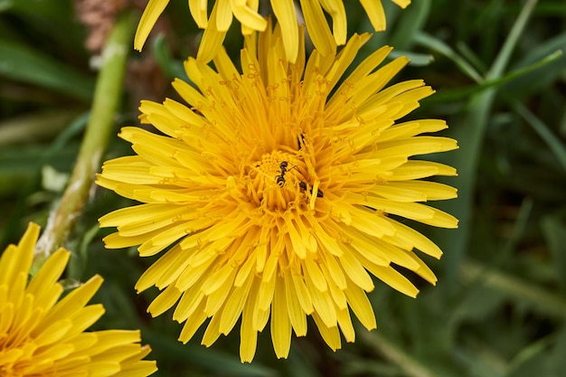 Los dientes de león florecen en el césped del jardín.