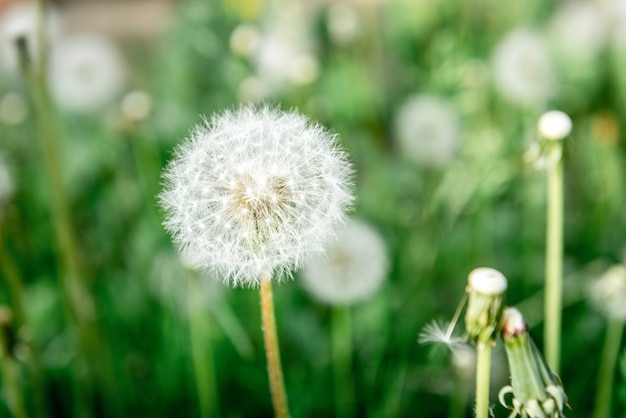 Dientes de león florecientes en campo de la primavera.