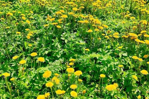 Dientes de león en la hierba verde hermosa primavera rodada con un prado de dientes de león