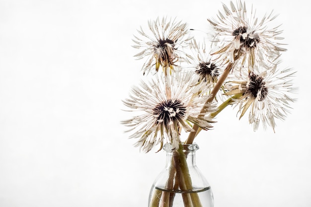 Foto dientes de león mojados en un florero sobre un fondo blanco.