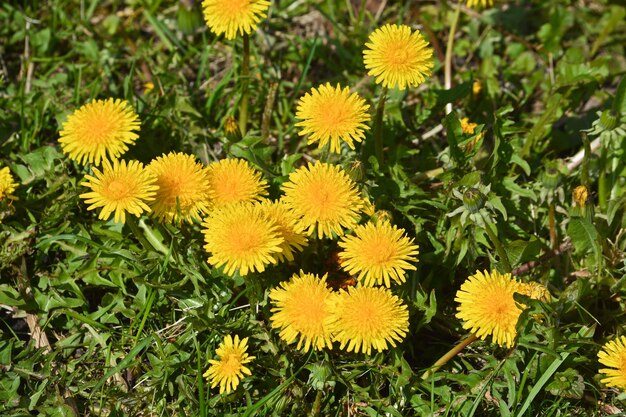 Dientes de león en el prado de primavera