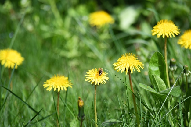 Dientes de león que crecen en el prado de primavera Brotes amarillos sobre hierba verde