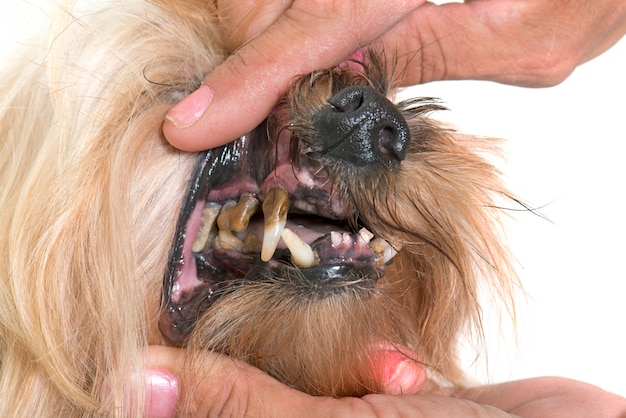 dientes de sarro de perro viejo