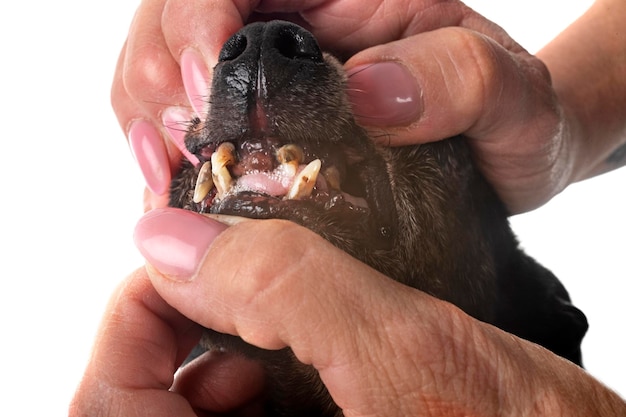 dientes de tártaro de perro viejo