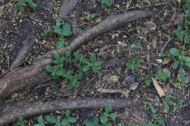 Dies ist ein großer Waldboden.