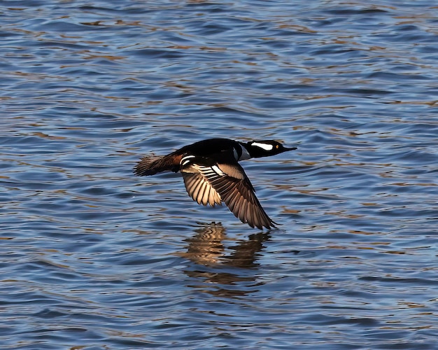 Diese männliche Kapuzenmerganser-Ente hat genug Geschwindigkeit aufgenommen, um die Federn seiner Kapuze zu glätten