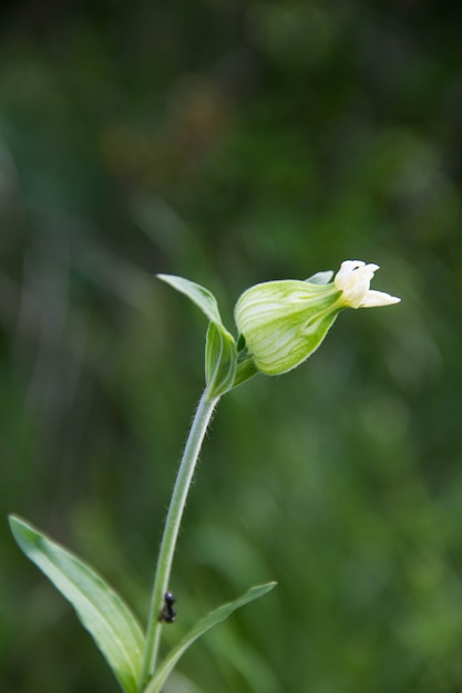 Diese weiße Blume Silene vulgaris sieht auf Wiese sehr schön aus