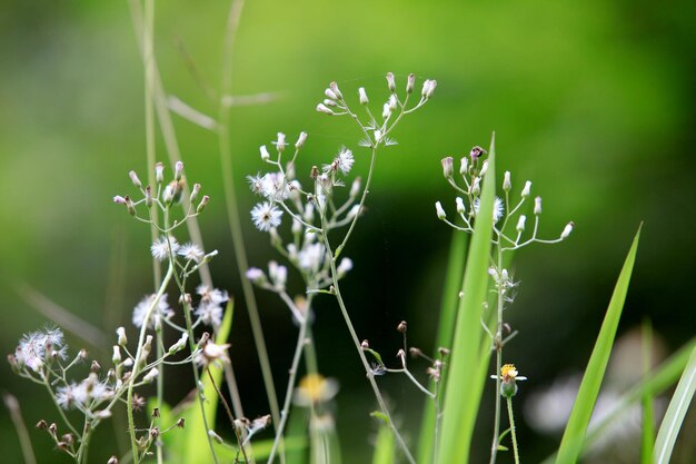 Dieses Bild ist eine Grasblume.