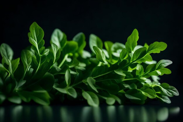 Dieses Bild ist von Arugula, einer Art grünem Blattgemüse. Es wurde in einem Studio mit dunklem Hintergrund von KI generiert.