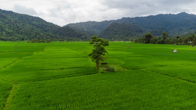 Dieses Foto erzählt von der Schönheit der sehr schönen Reisfelder in Aceh Besar Aceh Indonesien