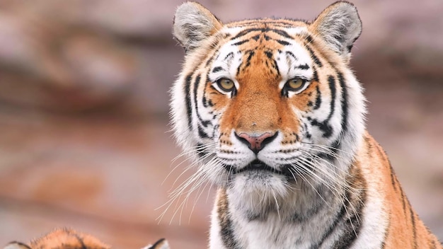 Dieses Foto zeigt die bemerkenswerte Schönheit und Vielfalt der Tierwelt, die in ihrer natürlichen Umgebung gedeiht