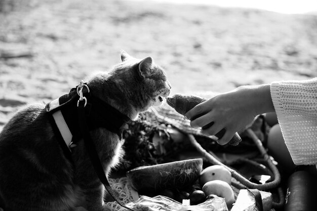 Dieses Foto zeigt eine schottische gerade graue Katze mit einer Leine am Strand an einem sonnigen Tag