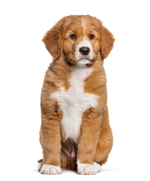 Diez semanas de edad Nova Scotia Duck tolling retriever cachorro aislado en blanco