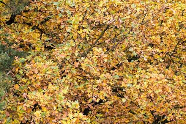 Diferente follaje otoñal amarillento en el bosque, hermosa naturaleza real en el bosque caducifolio