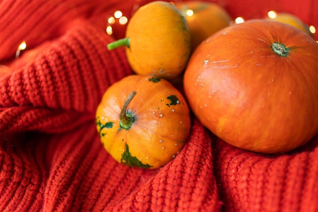 Diferentes abóboras laranja brilhantes sobre fundo vermelho estão sobre um tecido de malha contra o fundo das luzes